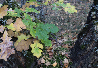 Oak leaves in autumn. Small oak tree in autumn forest