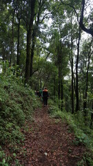 Fototapeta premium hiking in the woods