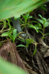 The grass snake (lat. Natrix natrix)