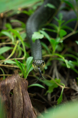 The grass snake (lat. Natrix natrix)
