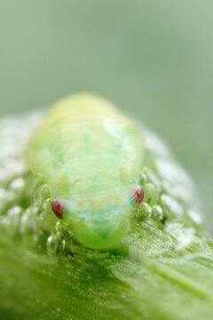 Alien froghopper