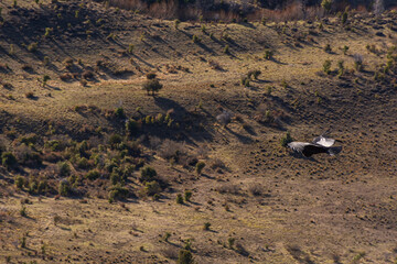 Scene view of an Andean condor (Vultur gryphus) flying against mountain in Esquel, Patagonia,...