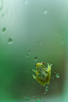 Tree Frog on the Window