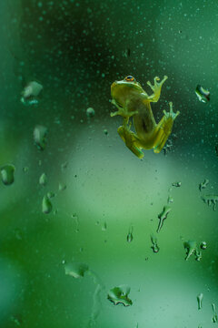 Baby Tree Frog on a Rainy Florida Window