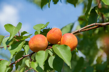 Ripe fruits of the apricot tree on a branch with leaves in an orchard. Fruit harvest.