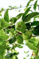 bunch of apples grows on a branch, green and unripe fruits spring design