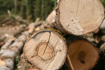 end of tree trunks closeup light beige lie in daylight