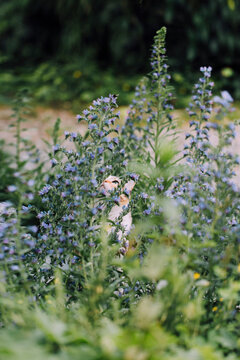 Cat stares at a bee while sitting amongst flowering shrubs