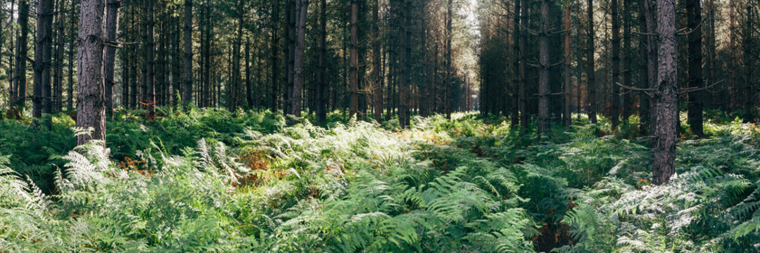 Fern growing among a dense pine forest on a hot summers day. Norfolk, UK.