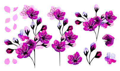 Sakura flowers. A set of items. Vector illustration