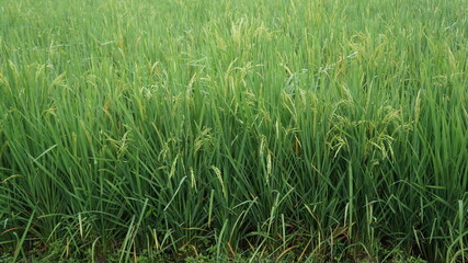 yellowish green rice plants in the fields