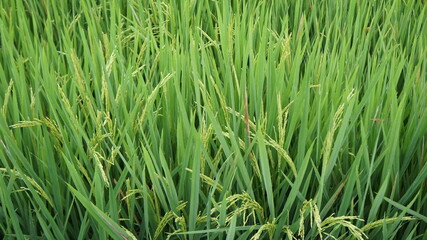 green grass background