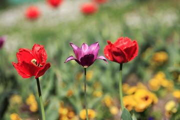 Tulips in the garden. Tulips in the spring.