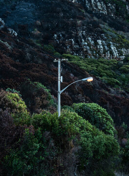 Strange Tree