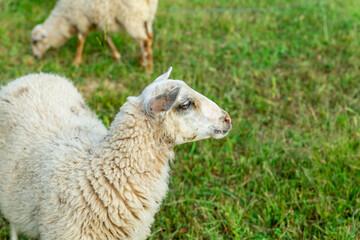 Obraz premium young sheep stands half a turn amid a green meadow with copy space