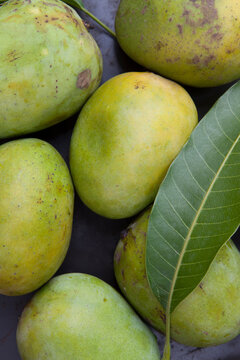 Fresh green mangoes from the field.