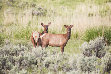 Couple of young deers in the wilderness