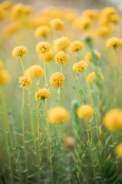 Macro shoot of yellow plants and flowers inside the forest.
