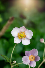 Flower Anemone hupehensis, known as the Chinese anemone or Japanese anemone, thimble flower, or the wind. close up