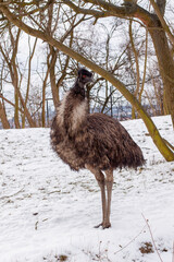 The brown emu is a species of runner and also the second largest non-flying bird in the world in the snow in the park