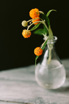 Buddleja Globosa