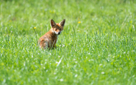 Fox