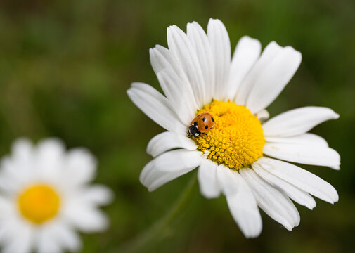 Ladybird on a flower