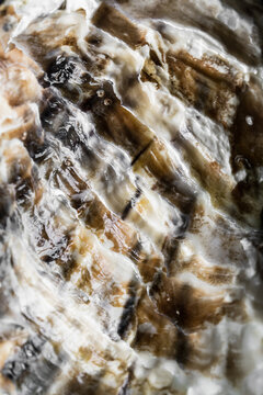 Oyster shell texture