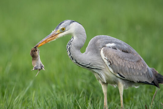 Grey heron with mouse