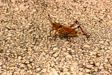 grasshopper on the ground