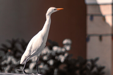 great white heron