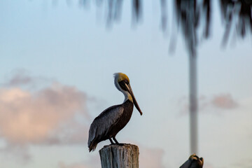 pelican in key west