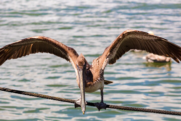 pelican in key west