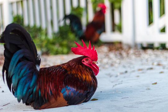 rooster