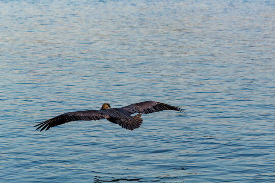 pelican in key west