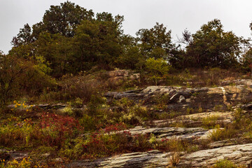forest in the mountains
