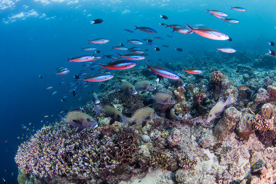 A school of Fusilier fishes on the move