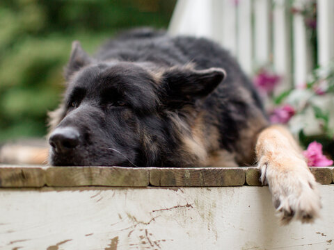 Lazy Pet Dog