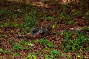 squirrel on the ground