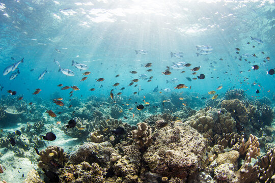 coral and reef under sunlight