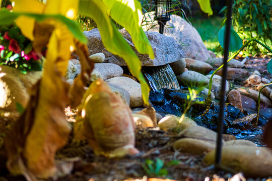 fish pond