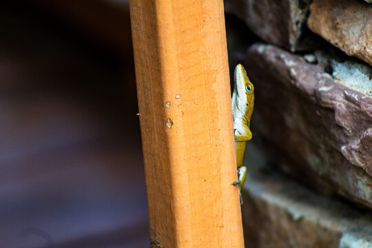 close up of a lizard