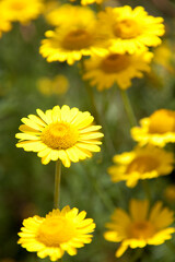 ダイヤーズカモミール