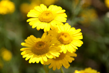 ダイヤーズカモミール