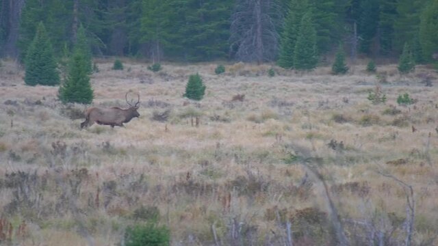 Bull elk crossing a meadow with bugling sound