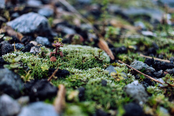 moss on stone