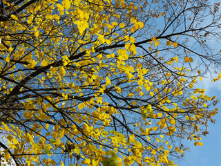 Colorful leaves in autumn. Autumn in the park.