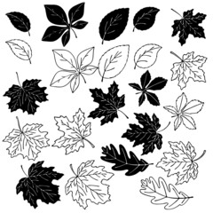 vector illustration, autumn leaves, line drawing in black, silhouette, isolate on a white background
