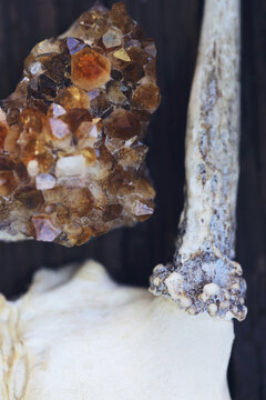 A Citrine Crystal And A Deer Skull With An Attached Antler