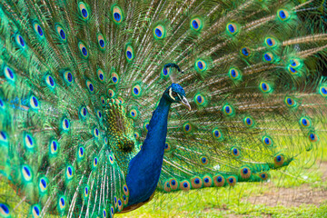 Obraz premium Male Peacock displaying Multicoloured, blue, green, gold, Feathers in Mating show close up low level eyeline view